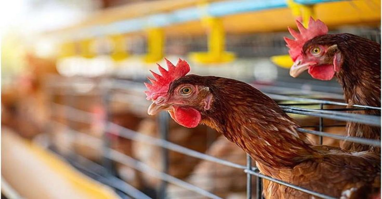 পোল্ট্রি