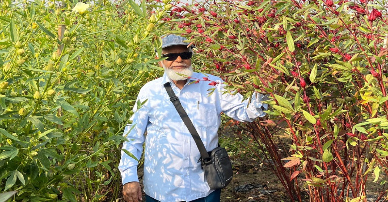 রোজেল চাষ,পরিচর্যা ও ব্যবহার নিয়ে বিশেষজ্ঞর পরামর্শ