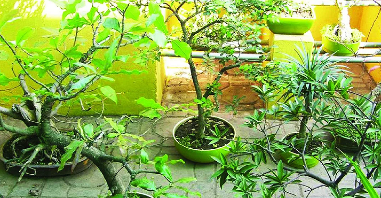 টবে পিঁপড়ার উপদ্রব কমাবেন যেভাবে টবে পিঁপড়ার উপদ্রব কমাবেন যেভাবে